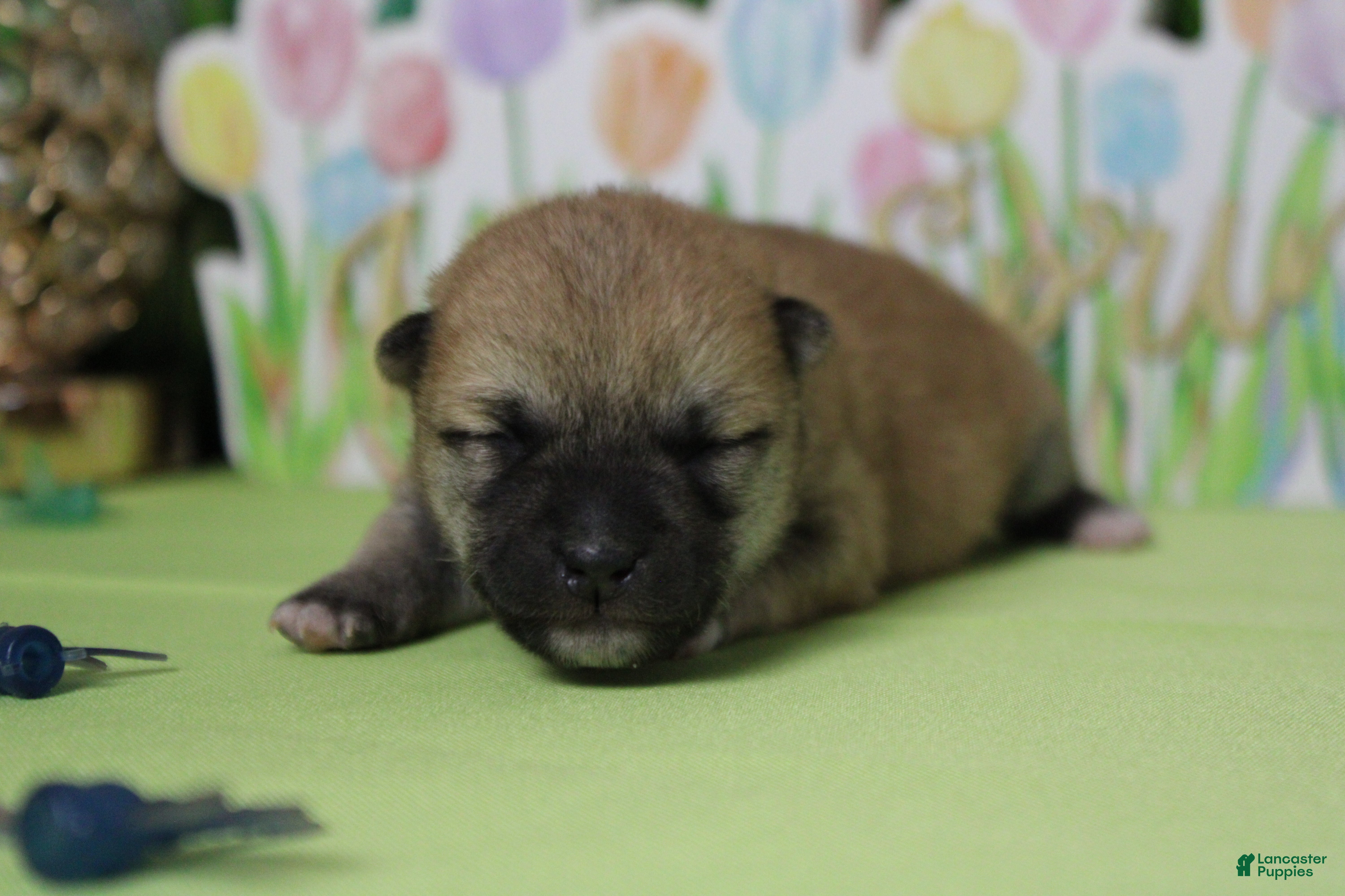 Shiba Inu dogs Ringo  - Ad 3