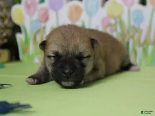 Shiba Inu dogs Ringo - Ad 3