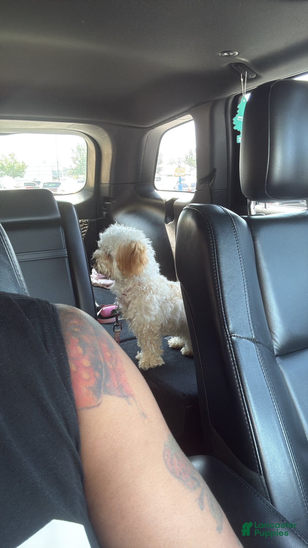 Havapoo dogs for sale: Havapoo Puppy 1 - Ad 2