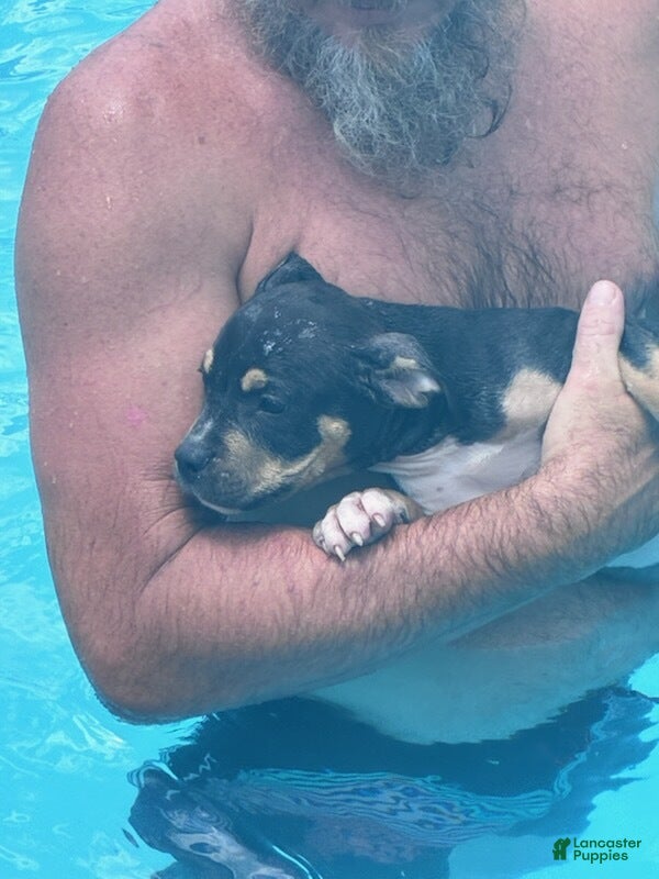 American Bully dogs American Bully 2 - Ad 18
