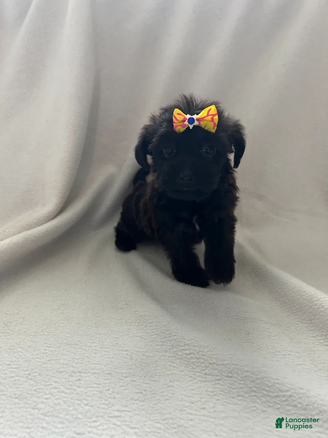 Yorkiepoo dogs for sale: Hope - Ad 3