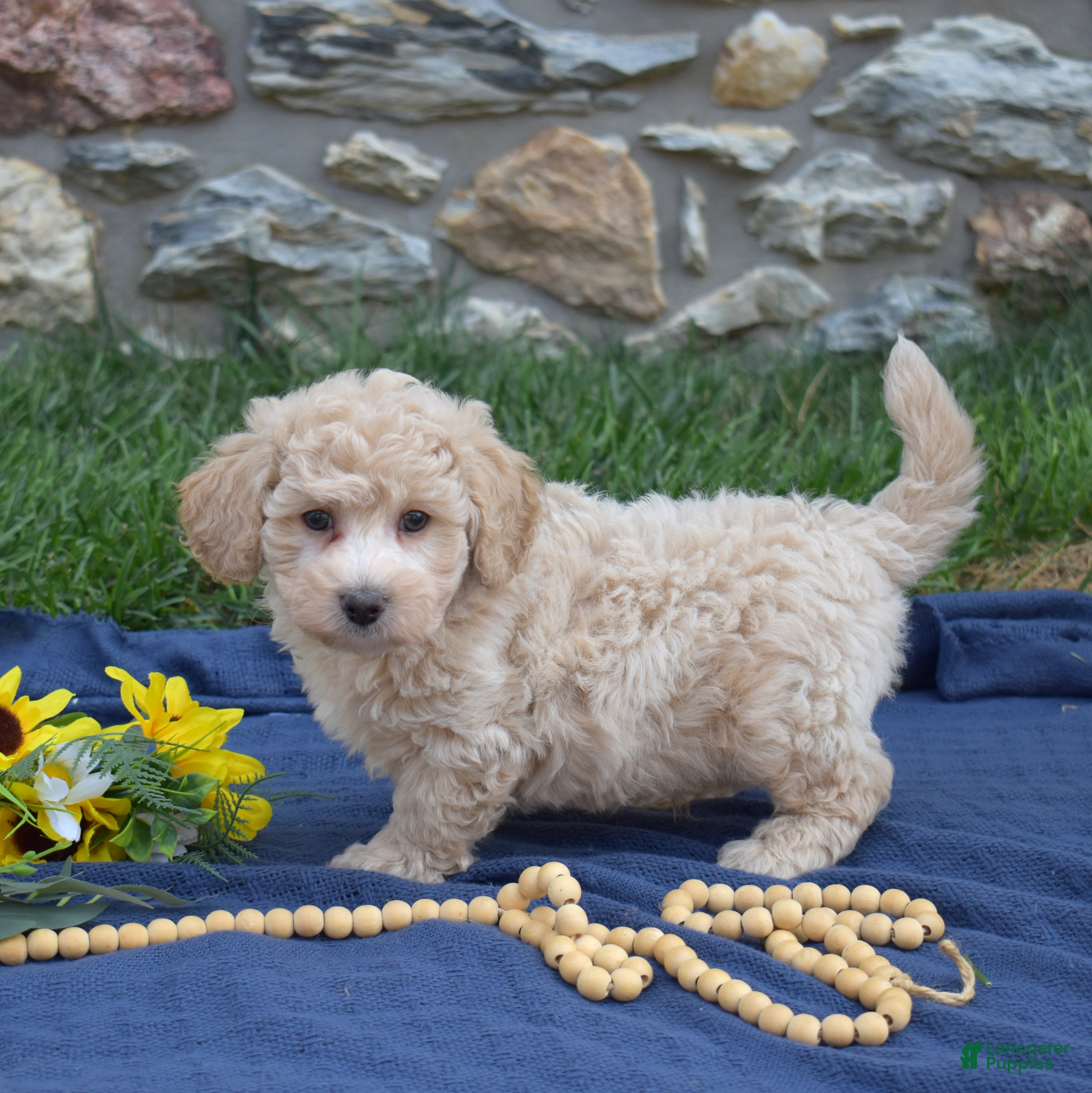 Bichpoo dogs Putter - Ad 1