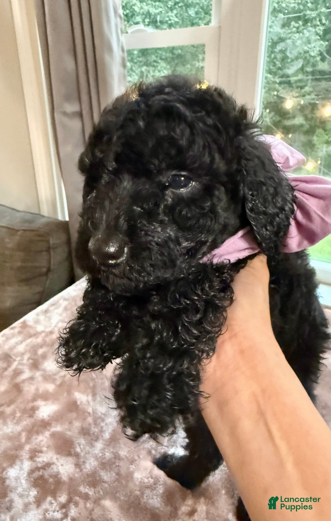 Standard Poodle dogs for sale: Standard Poodle Puppy 5 - Ad 1