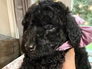 Standard Poodle dogs Standard Poodle Puppy 5 - Ad 35