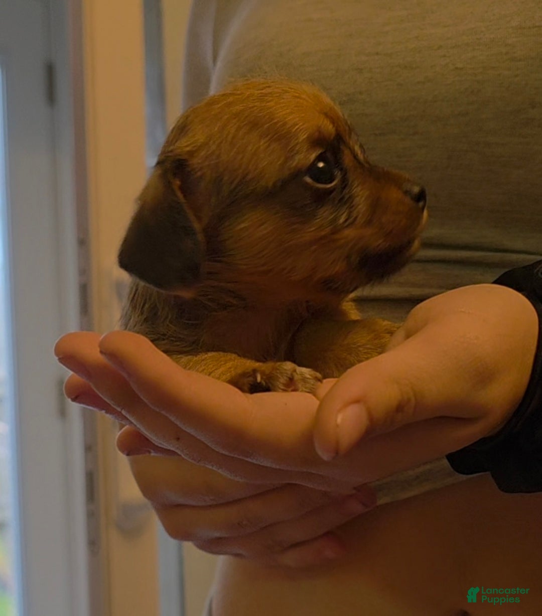 Mixed Breed dogs for sale: Honey - Ad 6