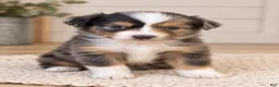Toy Australian Shepherd dogs for sale: Ella - Ad 3