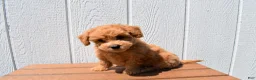 Bichpoo dogs for sale: Kevin 🐶✨ - Ad 15