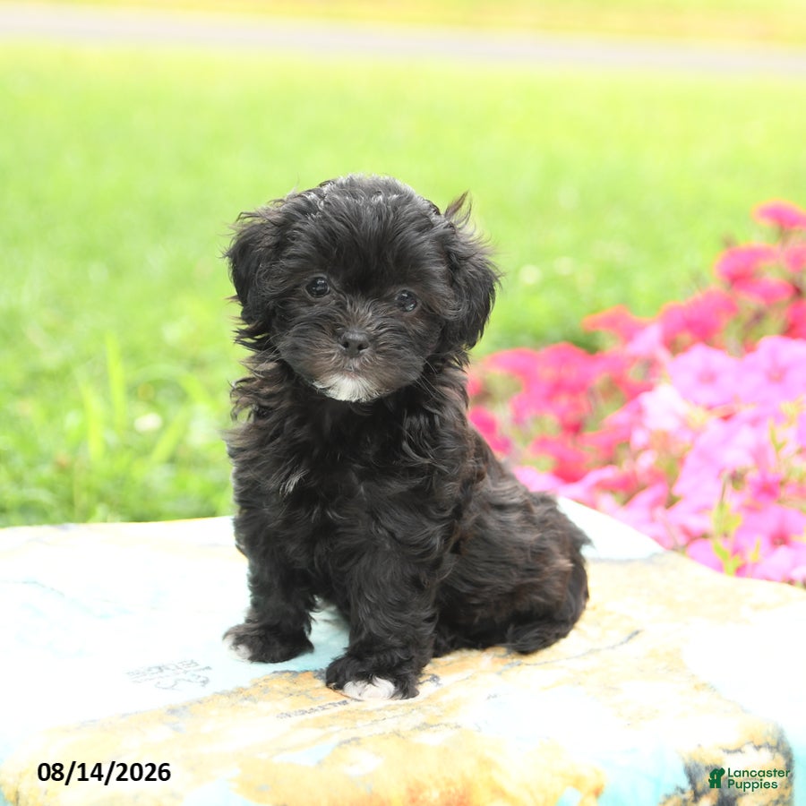 Shihpoo dogs Jade - Ad 2