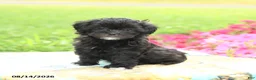 Shihpoo dogs for sale: Jade - Ad 2