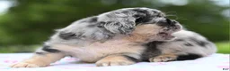 Mixed Breed dogs for sale: Ruby blue eyes merle - Ad 14
