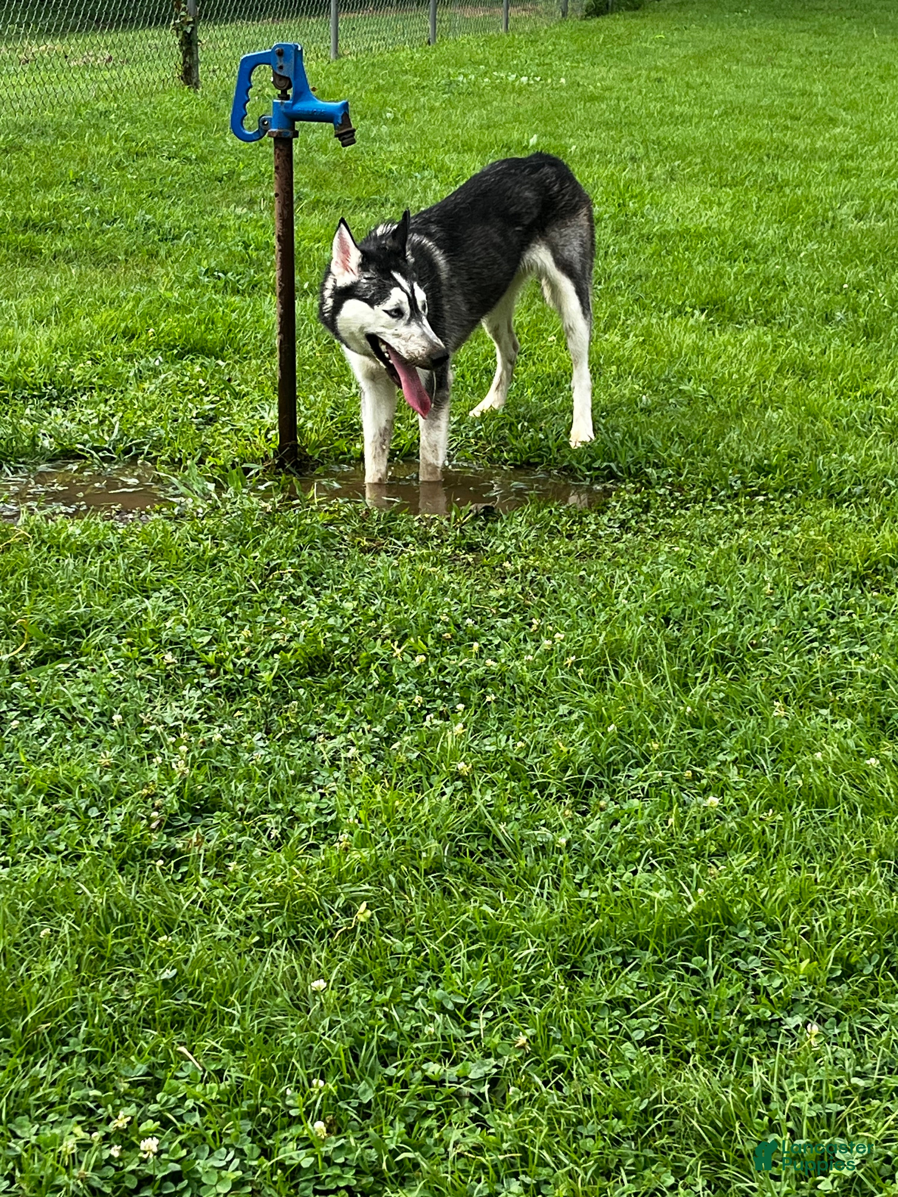 Siberian Husky dogs Ruby - Ad 1