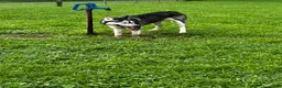 Siberian Husky dogs for sale: Ruby - Ad 1