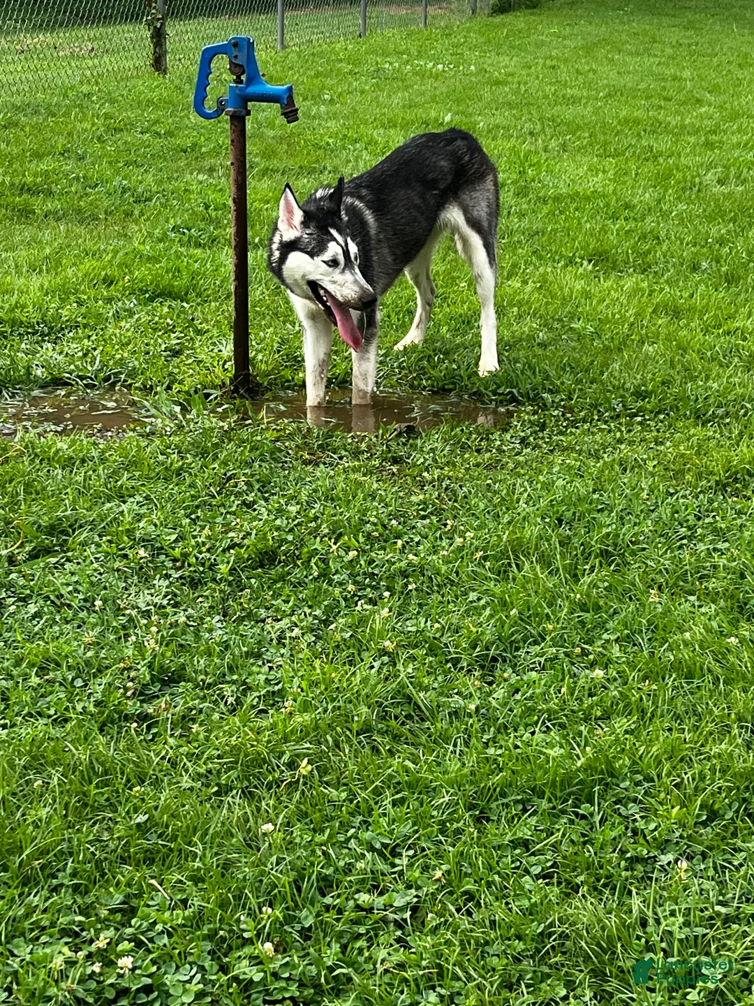 Siberian Husky dogs for sale: Ruby - Ad 1