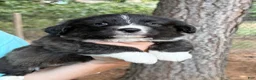 Mixed Breed dogs for sale: Black collar boy  - Ad 6