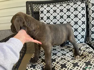 Cane Corso dogs Cane Corso Puppy 5 - Ad 33