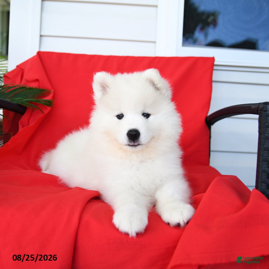Samoyed dogs Lucy - Ad 1