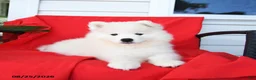 Samoyed dogs for sale: Lucy - Ad 1