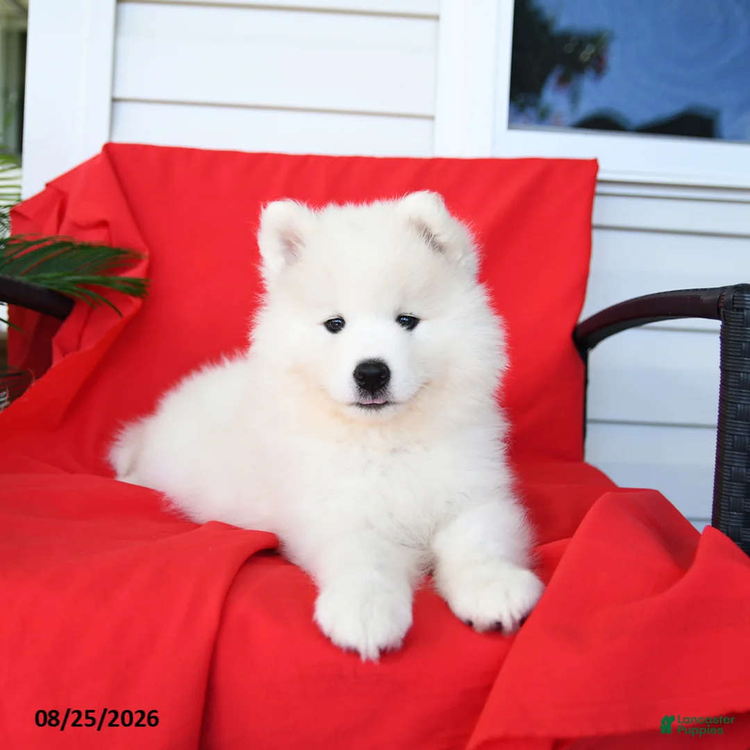 Samoyed dogs for sale: Lucy - Ad 1