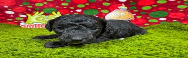 Toy Poodle Puppy 1