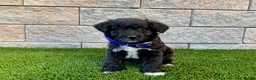 Sheltiedoodle dogs for sale: Mindy - Ad 5