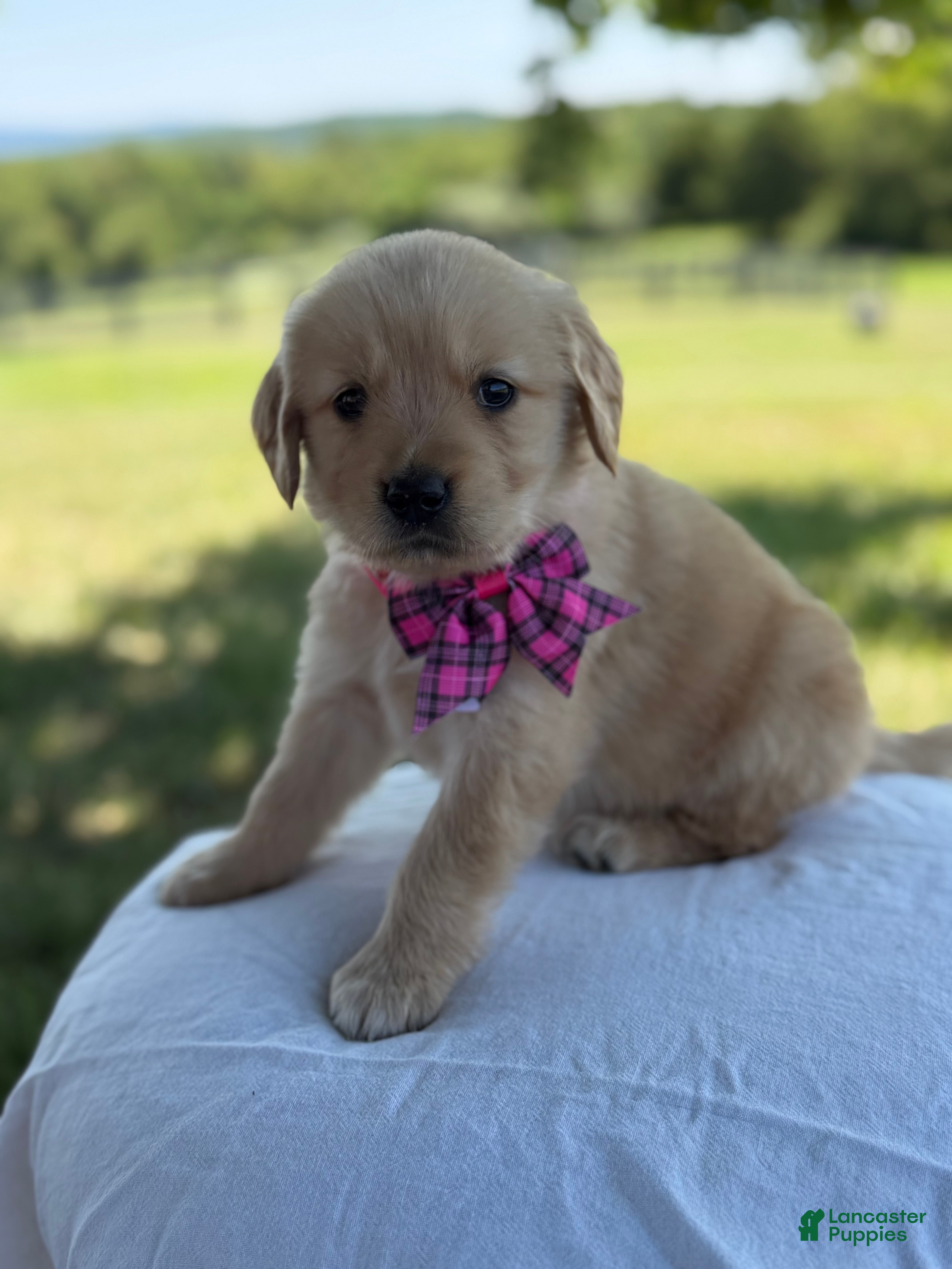 Golden Retriever dogs Madison - Ad 1