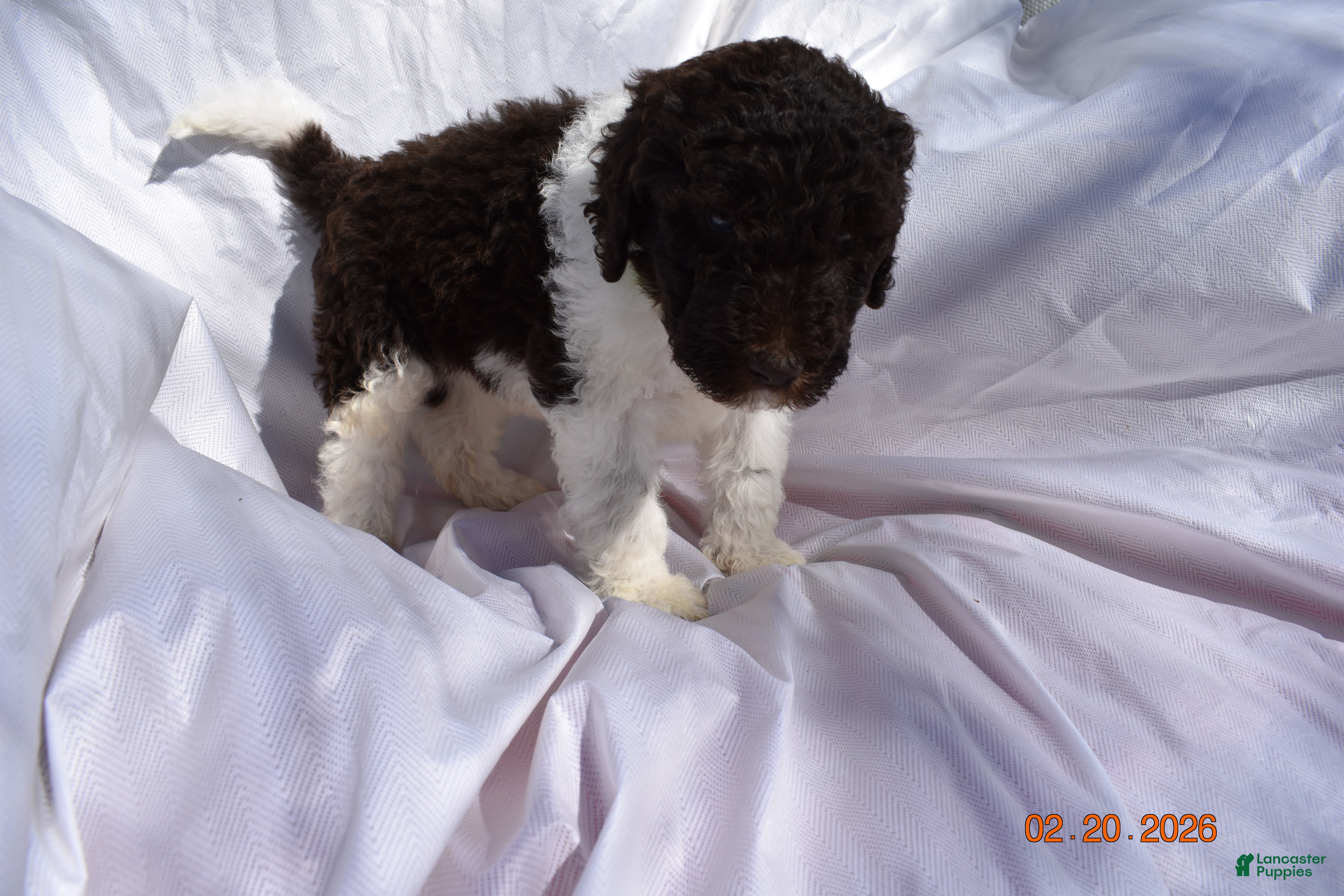 Newfypoo dogs Light Green - Ad 2