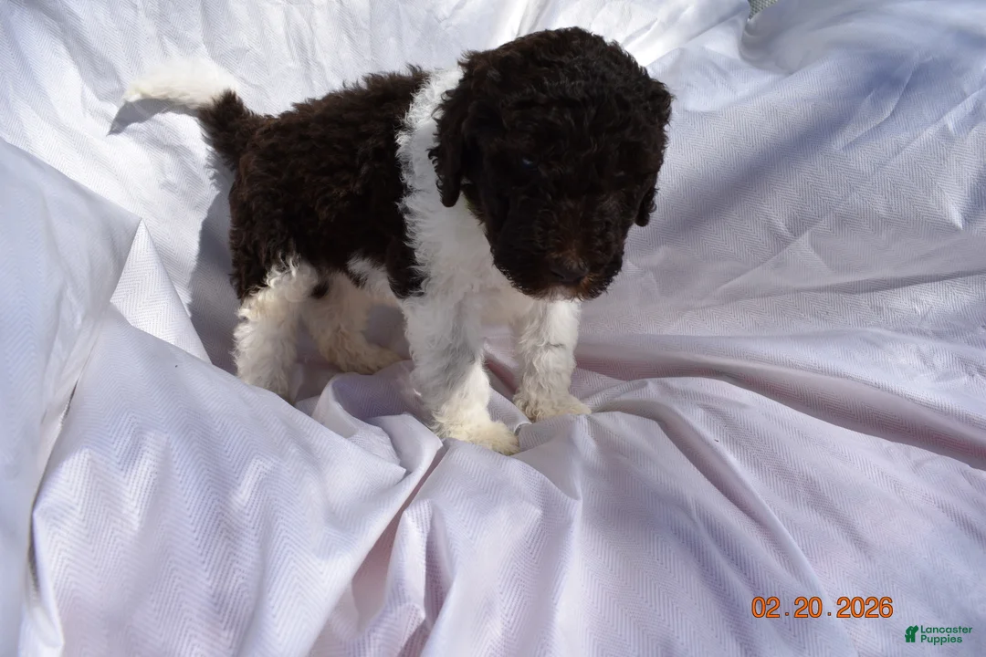 Newfypoo dogs for sale: Light Green - Ad 2