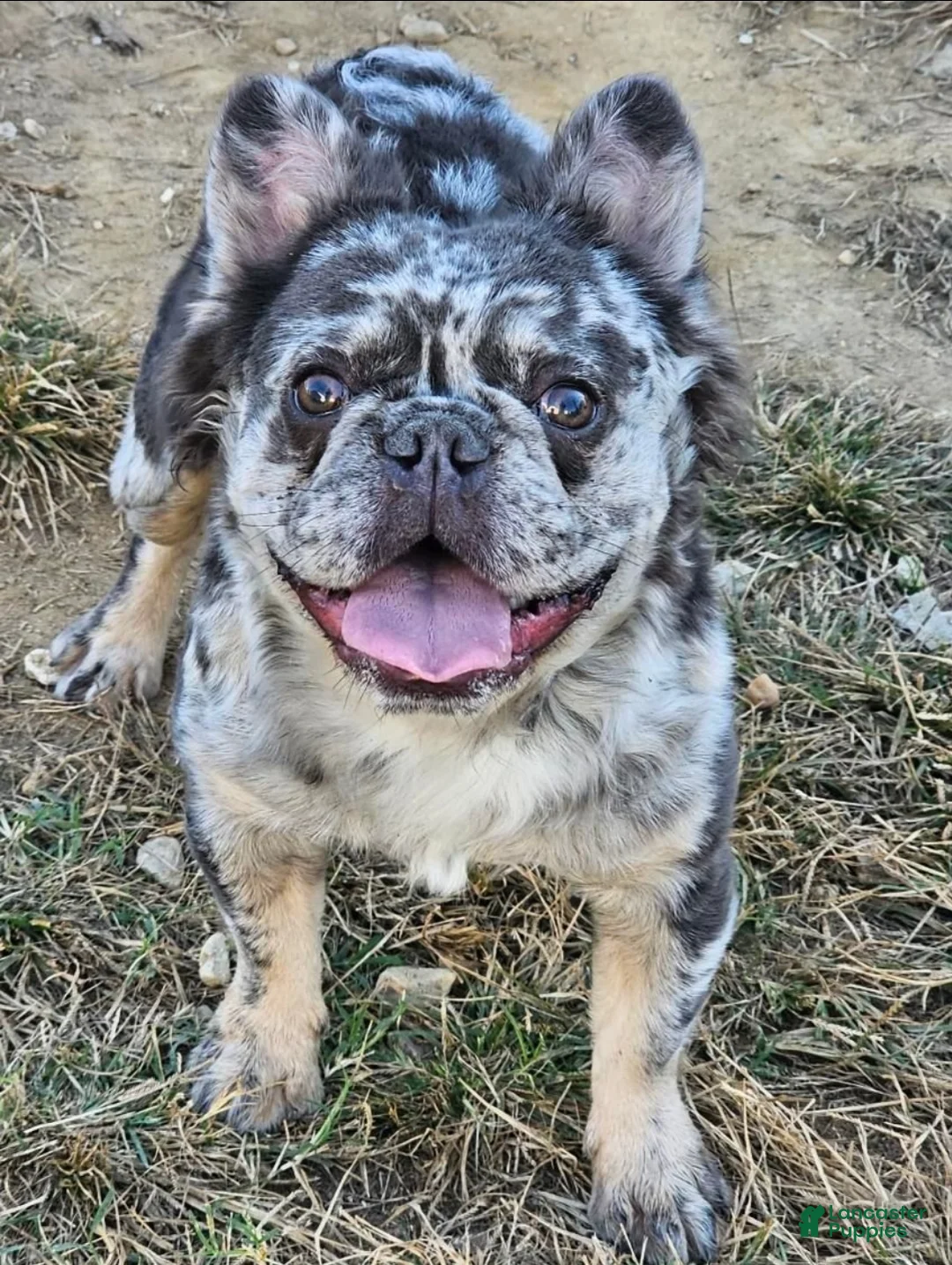 French Bulldog dogs for sale: French Bulldog Puppy 1 - Ad 2
