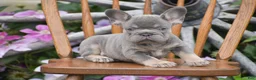 French Bulldog dogs for sale: Zara - Ad 5
