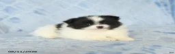 Pomeranian dogs for sale: Carly - Ad 3