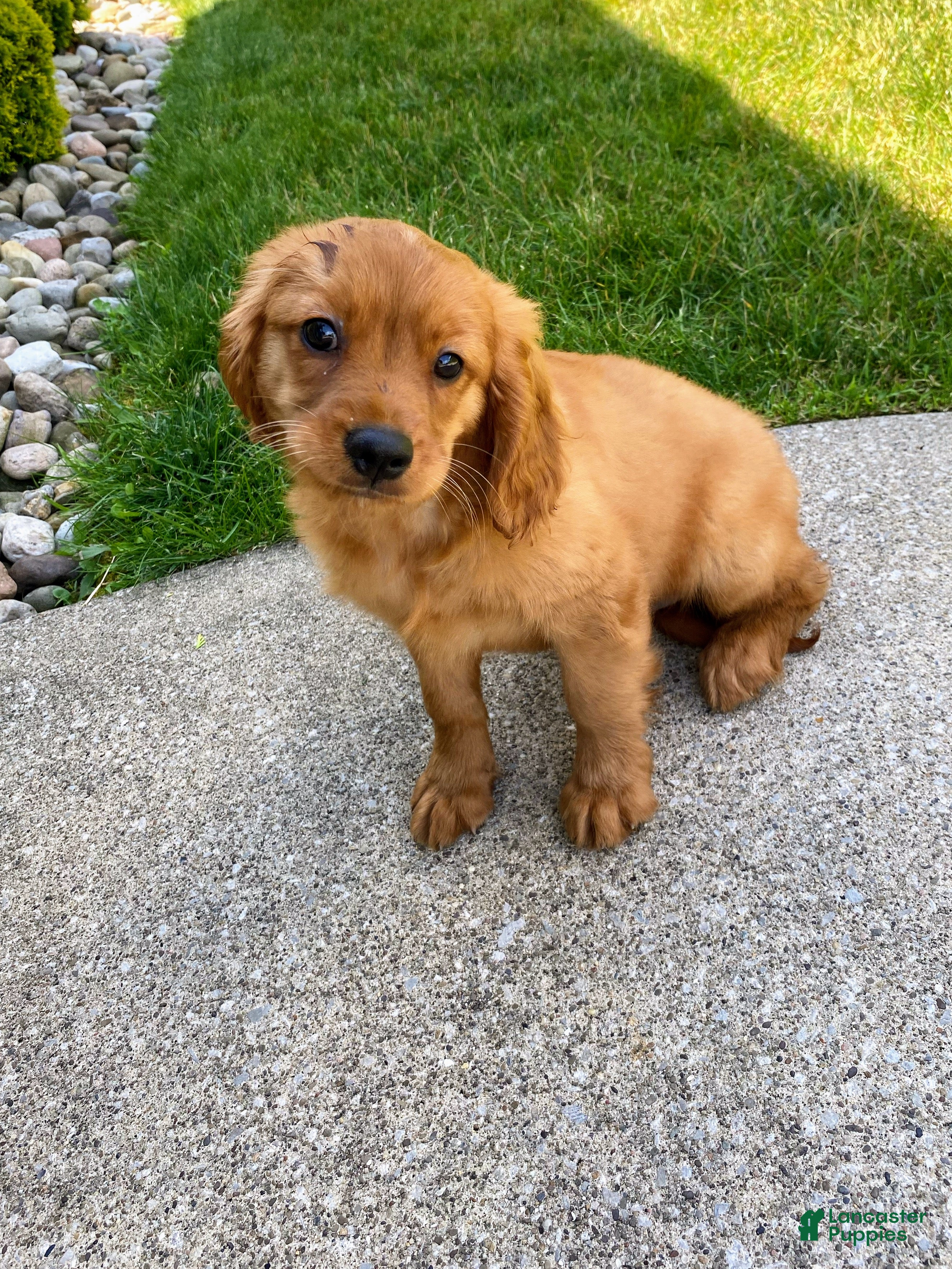 Miniature Golden Retriever dogs Murphy - Ad 2
