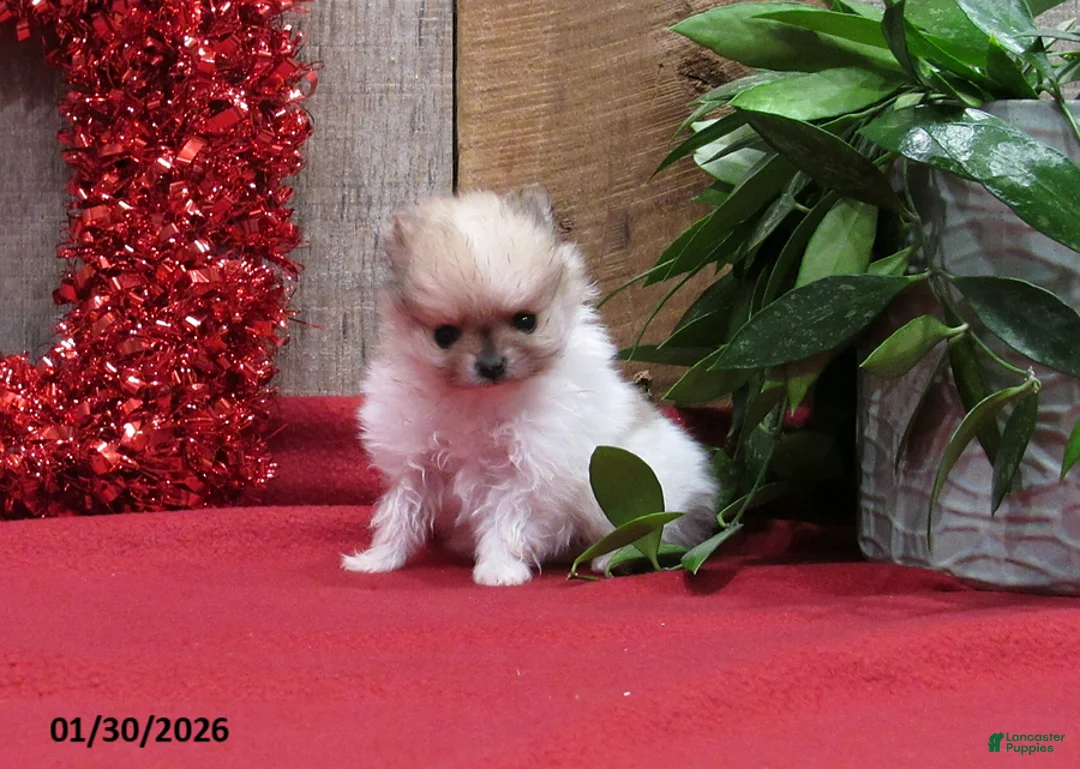 Pomeranian dogs for sale: Minnie - Ad 1