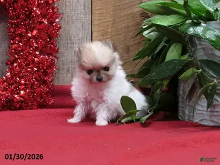 Pomeranian dogs Minnie - Ad 29