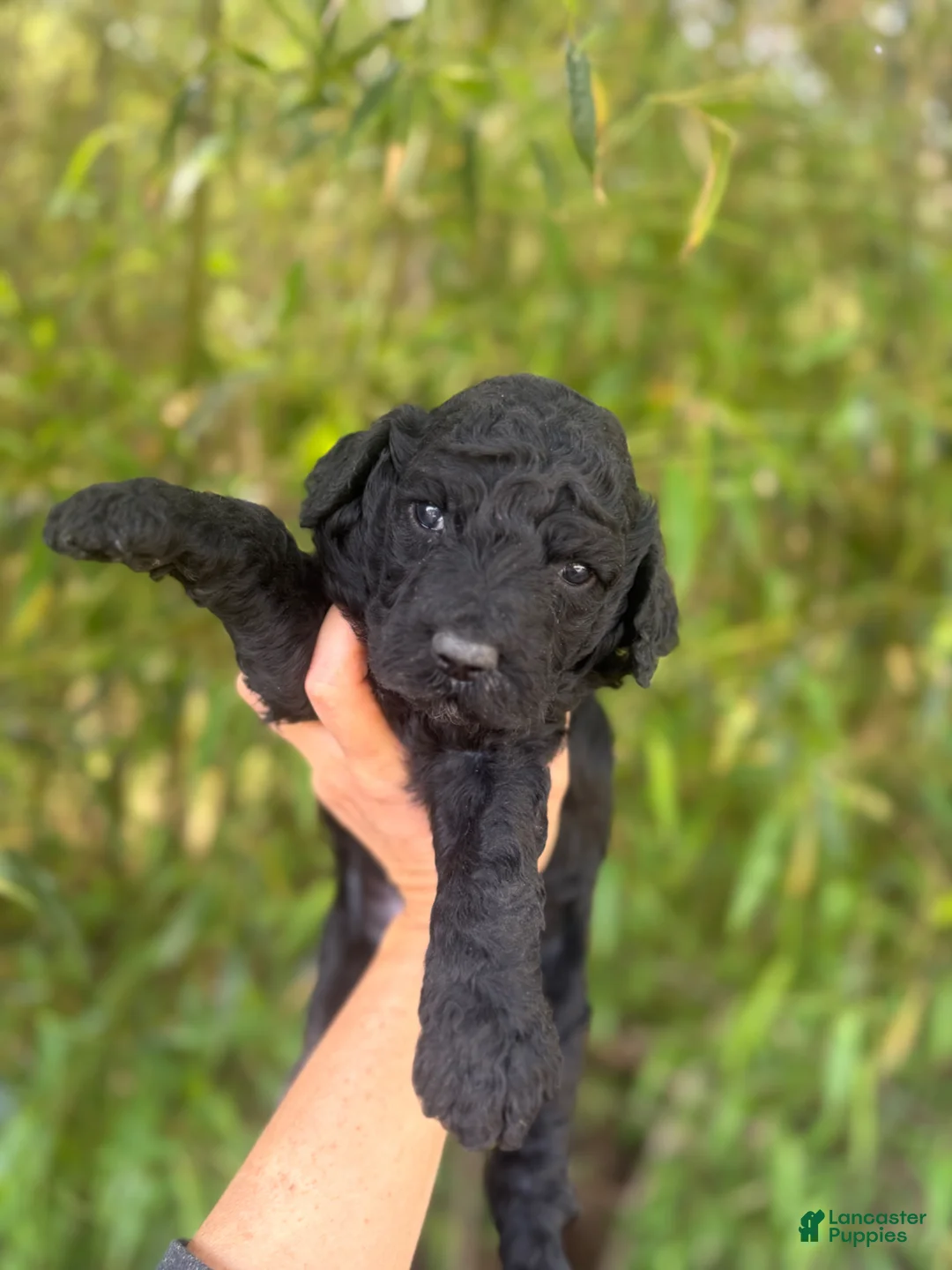 Goldendoodle dogs for sale: F2b Goldendoodle Puppy 3 - Ad 2