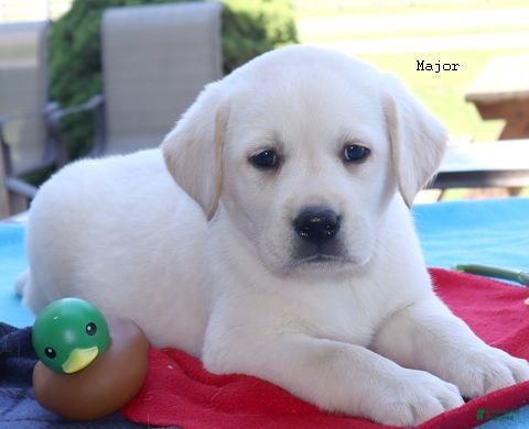 Labrador Retriever dogs Major - English Champ lines - Ad 1