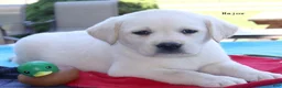 Labrador Retriever dogs for sale: Major - English Champ lines - Ad 1