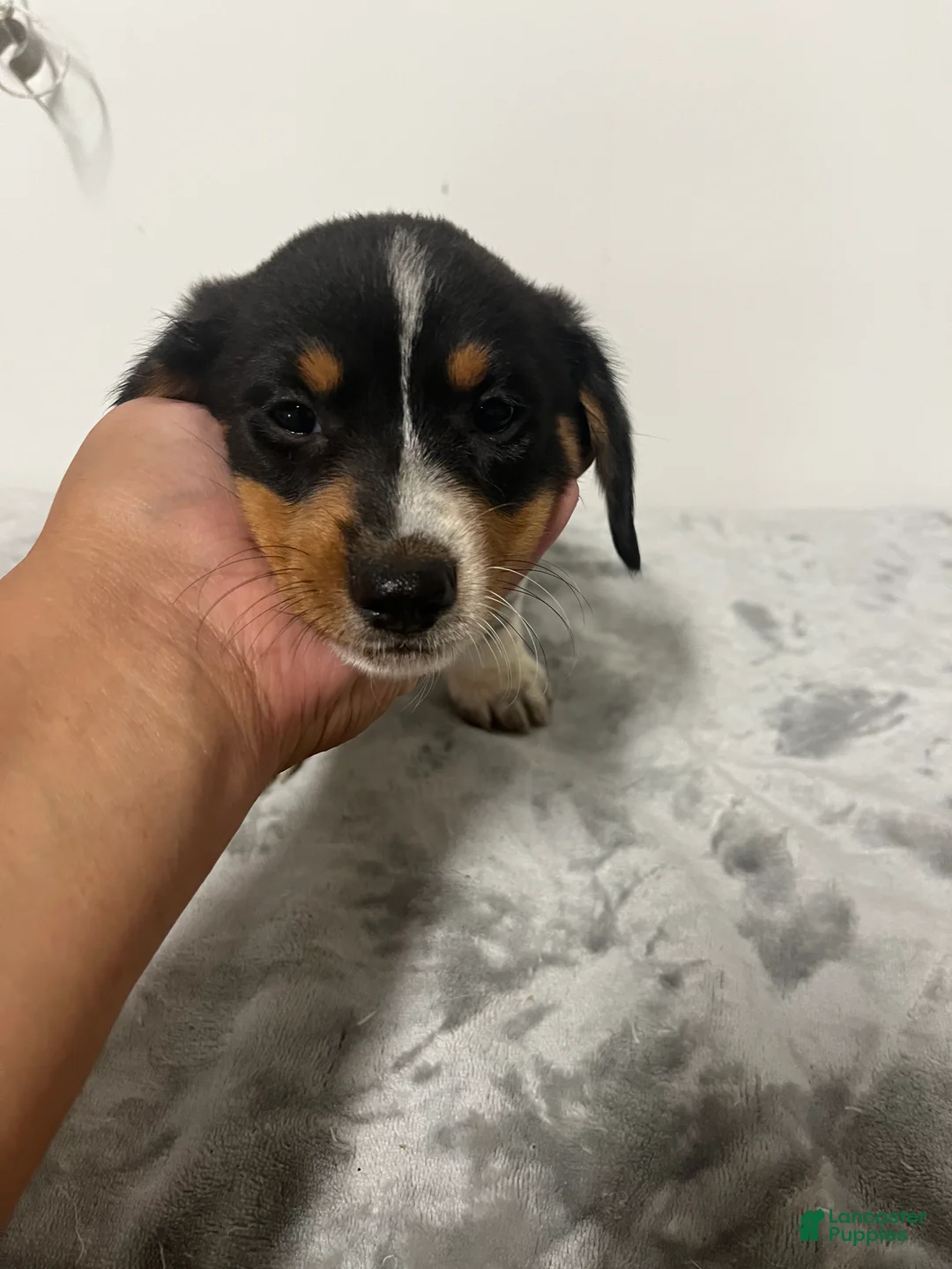 Mixed Breed dogs for sale: Angus  - Ad 2