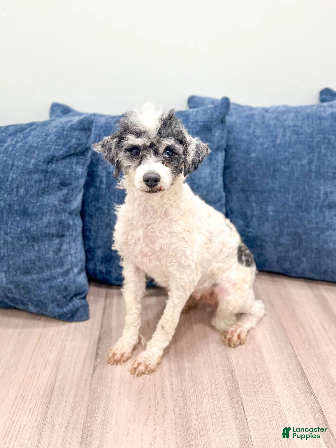 Miniature Poodle dogs for sale: Cookie - Ad 6