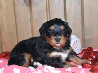 Mini Bernedoodle dogs Monte - Ad 22