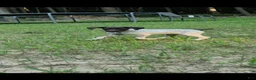 German Shorthaired Pointer dogs for sale: German Shorthaired Pointer 1 - Ad 6
