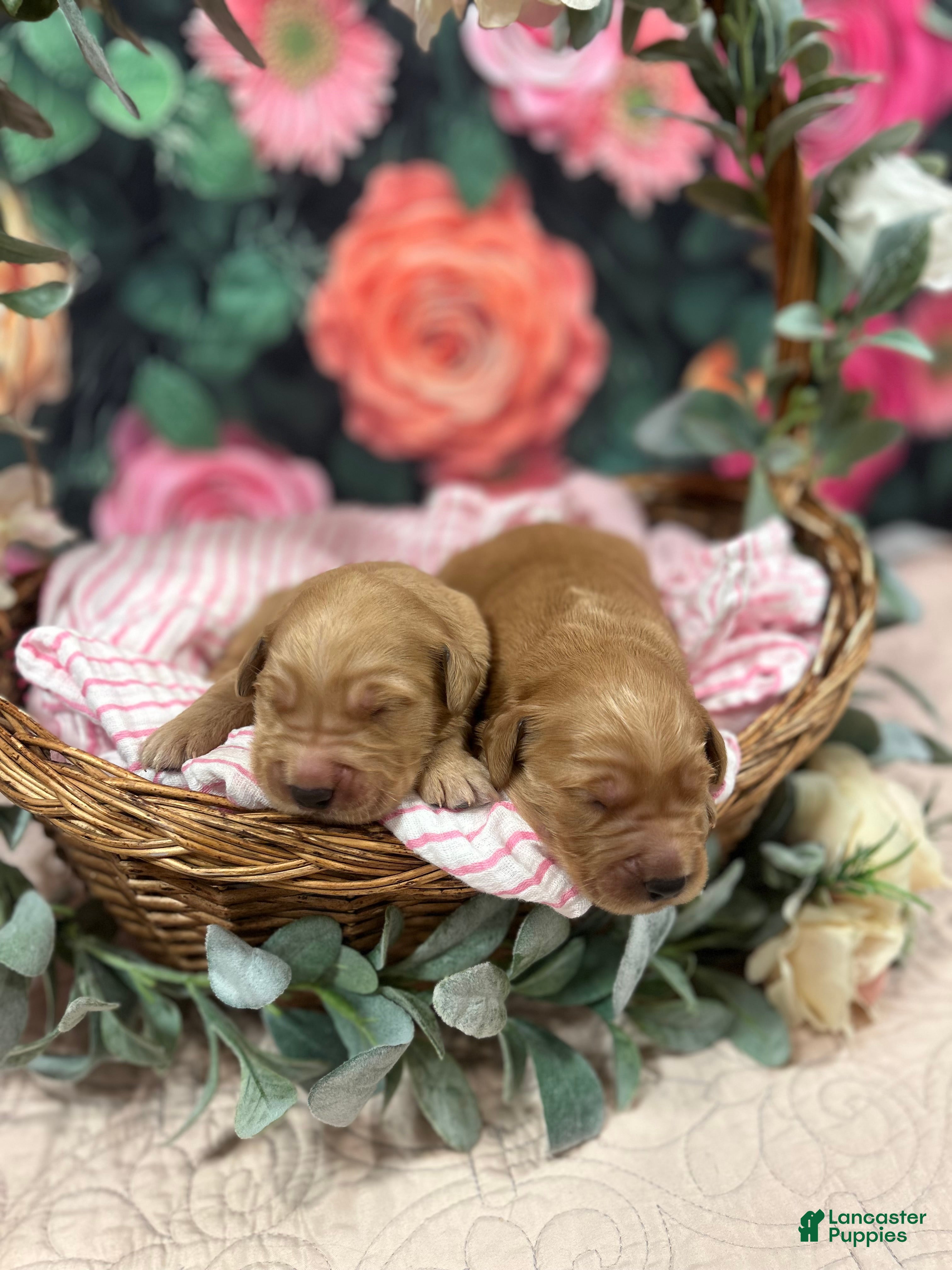 Golden Retriever dogs for sale: Buddy - Ad 4