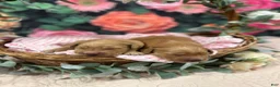Golden Retriever dogs for sale: Buddy - Ad 1