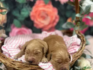 Golden Retriever dogs for sale: Buddy - Ad 4