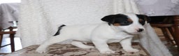 Jack Russell Terrier dogs for sale: Santa - Ad 3