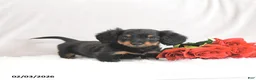 Miniature Dachshund dogs for sale: Pixie - Ad 4