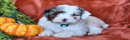 Bernedoodle dogs for sale: Bella   - Ad 3