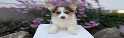 Welsh Corgi Pembroke dogs for sale: Liam  - Ad 7