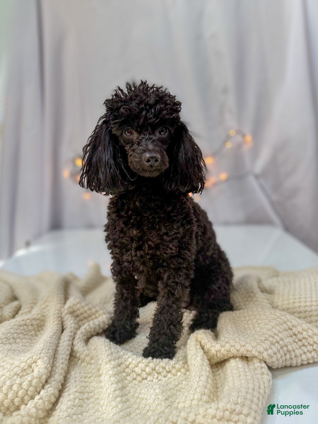 Doxiepoo dogs for sale: Isabelle - Ad 8