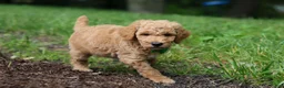 Standard Poodle dogs for sale: Leo - Ad 14