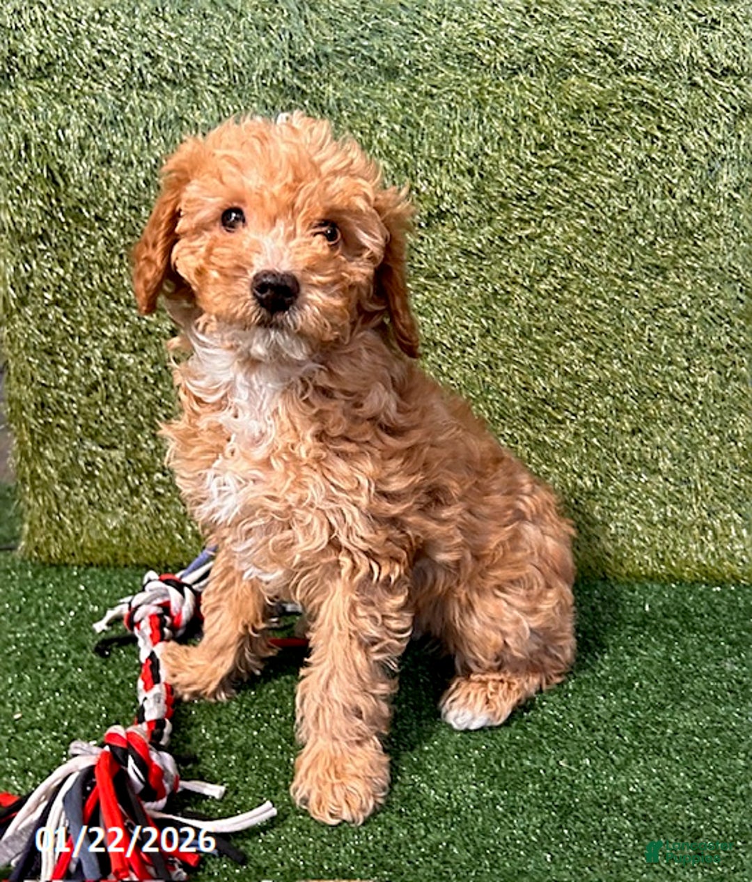Miniature Poodle dogs for sale: Paxton - Ad 2